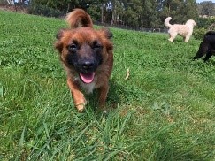 Coco The (Lucky) Wonder Dog